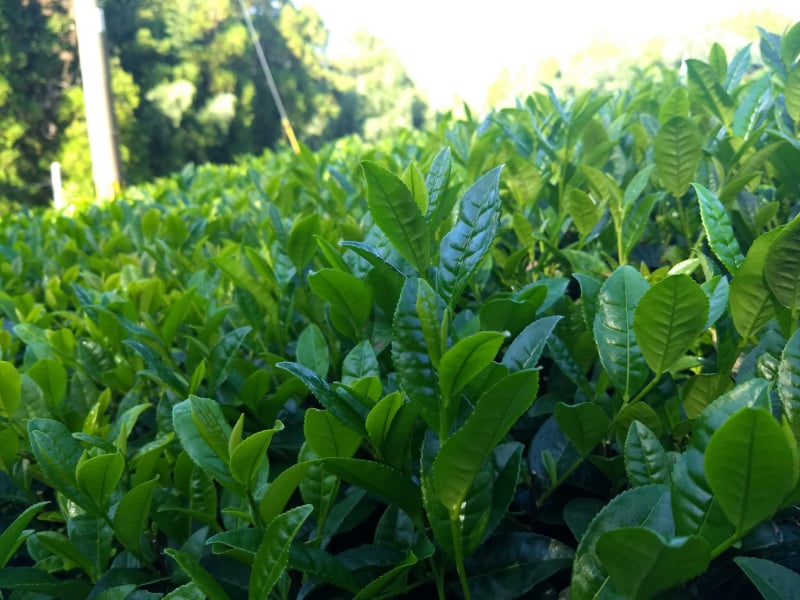 maccha plants